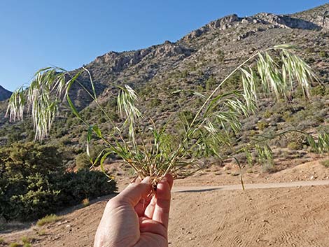 Cheatgrass (Bromus tectorum)