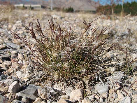 Fluffgrass (Dasyochloa pulchella)