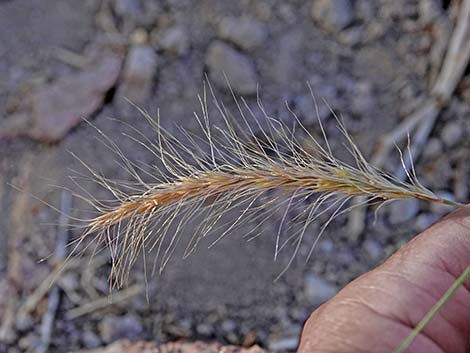 Squirreltail (Elymus elymoides)