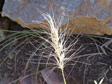 Squirreltail (Elymus elymoides)