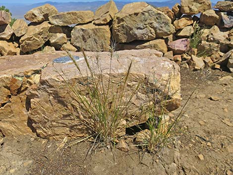 Squirreltail (Elymus elymoides)