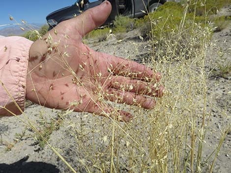 Sand Ricegrass (Achnatherum hymenoides)