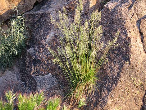 Junegrass (Koeleria macrantha)