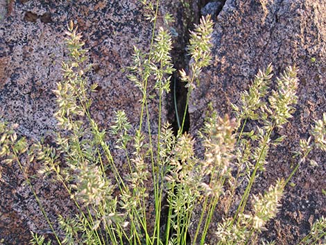 Junegrass (Koeleria macrantha)