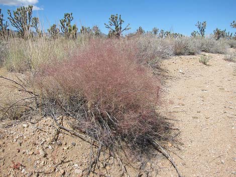 Bush Muhly Grass (Muhlenbergia porteri)