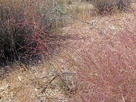 Bush Muhly Grass (Muhlenbergia porteri)