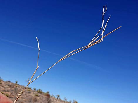 Bush Muhly Grass (Muhlenbergia porteri)