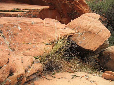 Desert Needlegrass (Achnatherum speciosum)