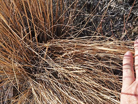 Desert Needlegrass (Achnatherum speciosum)