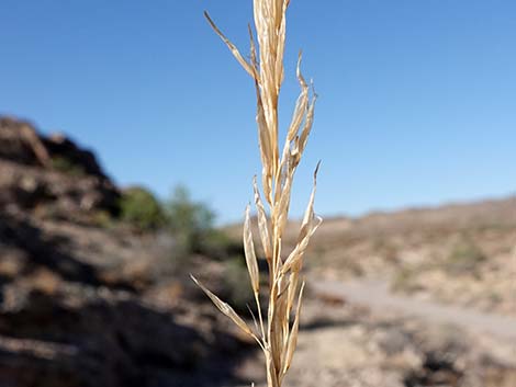 Desert Needlegrass (Achnatherum speciosum)