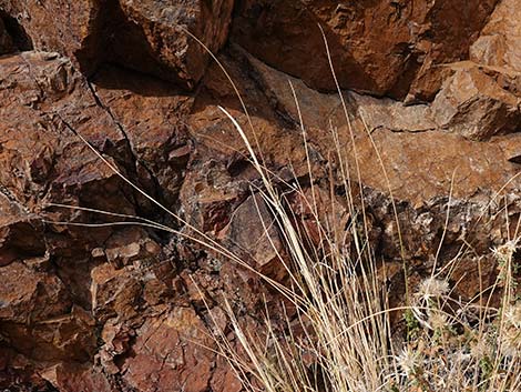 Desert Needlegrass (Achnatherum speciosum)