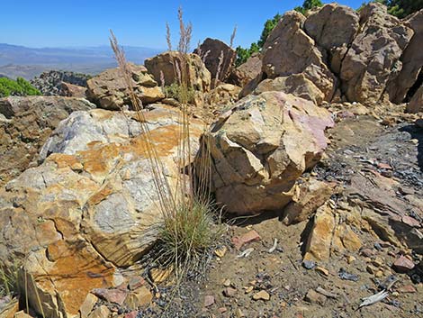 Desert Needlegrass (Achnatherum speciosum)