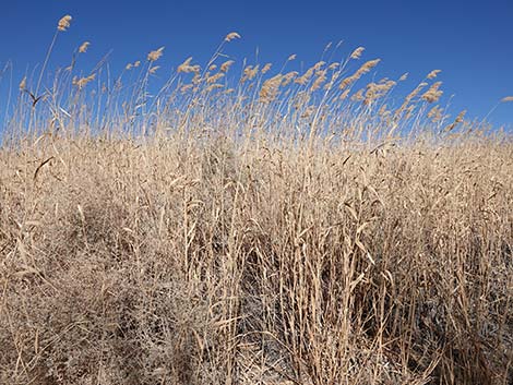 Common Reed (Phragmites australis)