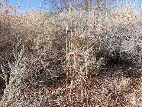 Common Reed (Phragmites australis)