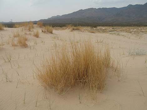 Big Galleta Grass (Hilaria rigida)