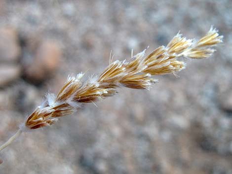 Big Galleta Grass (Hilaria rigida)