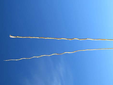 Big Galleta Grass (Hilaria rigida)