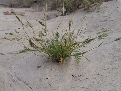 Common Mediterranean Grass (Schismus barbatus)