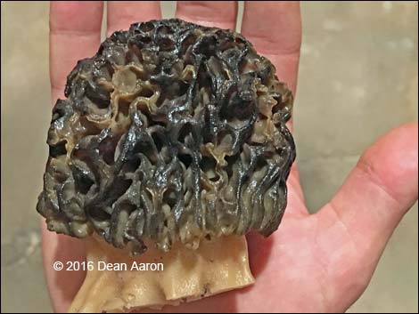 Black Morel Mushroom (Morchella elata)