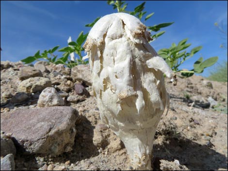 Desert Shaggy Mane Mushroom (Podaxis pistillaris)