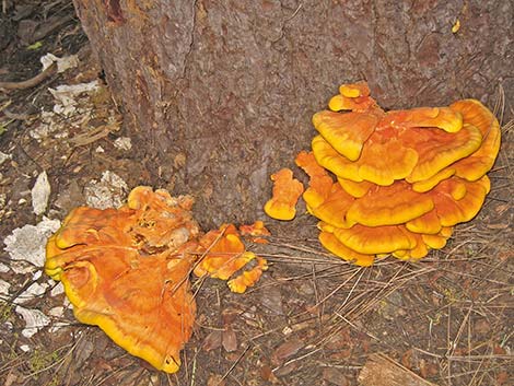 Shelf Fungus