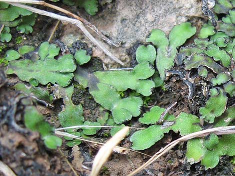 thallose liverwort