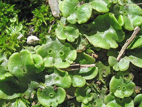 thallose liverwort