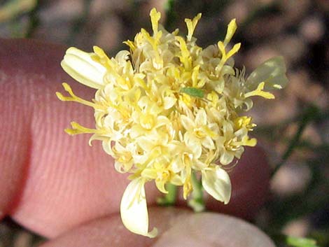 Shockley's Goldenhead (Acamptopappus shockleyi)