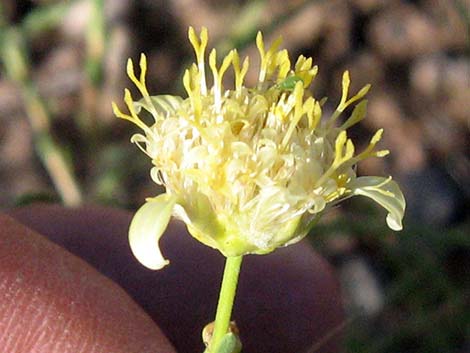 Shockley's Goldenhead (Acamptopappus shockleyi)