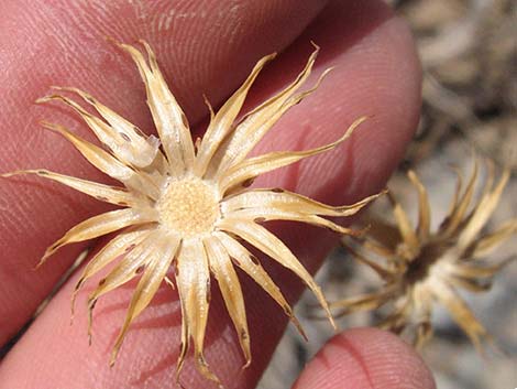 Cooper's Dogweed (Adenophyllum cooperi)