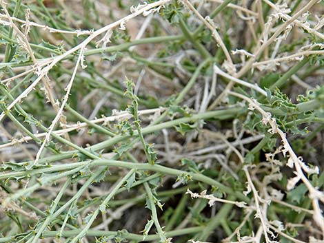 Cooper's Dogweed (Adenophyllum cooperi)