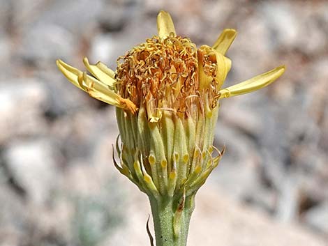 Cooper's Dogweed (Adenophyllum cooperi)