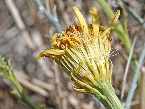 Cooper's Dogweed (Adenophyllum cooperi)