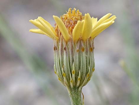 Cooper's Dogweed (Adenophyllum cooperi)