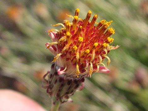 San Felipe Dogweed (Adenophyllum porophylloides)