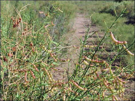 Camelthorn (Alhagi maurorum)