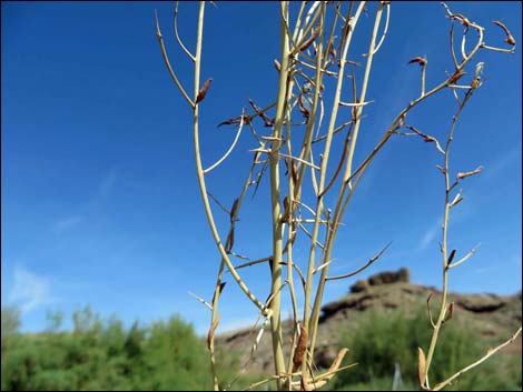 Camelthorn (Alhagi maurorum)