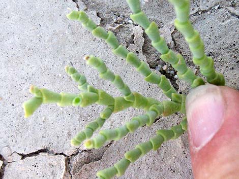 Iodinebush (Allenrolfea occidentalis)