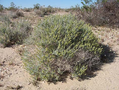 White Bursage (Ambrosia dumosa)