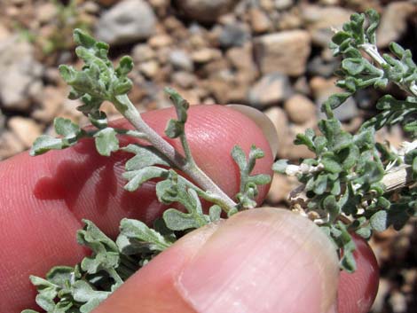 White Bursage (Ambrosia dumosa)