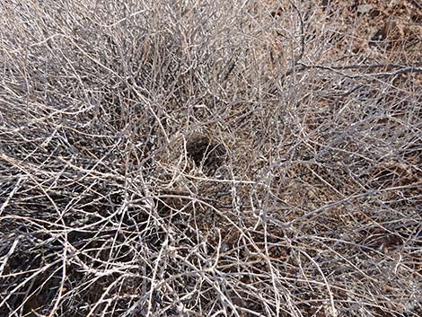 White Bursage (Ambrosia dumosa)