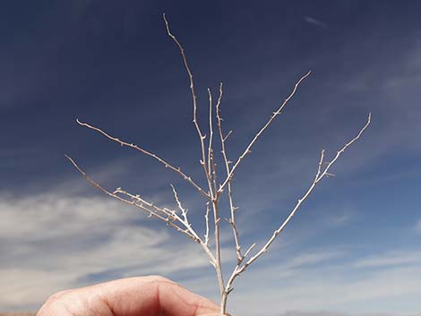 White Bursage (Ambrosia dumosa)