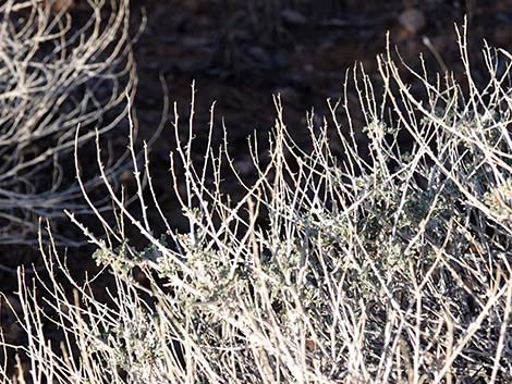 White Bursage (Ambrosia dumosa)