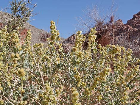 White Bursage (Ambrosia dumosa)