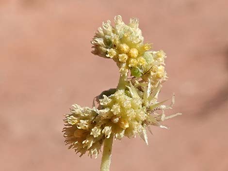 White Bursage (Ambrosia dumosa)