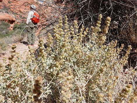 White Bursage (Ambrosia dumosa)