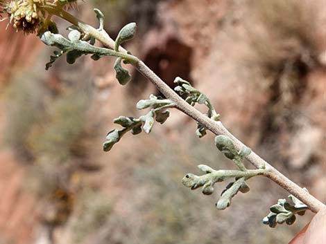 White Bursage (Ambrosia dumosa)