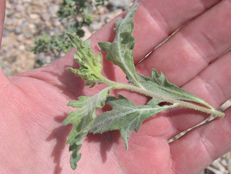 Woolly Fruit Burr Ragweed (Ambrosia eriocentra)