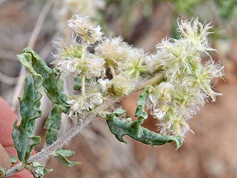 Woolly Fruit Burr Ragweed (Ambrosia eriocentra)