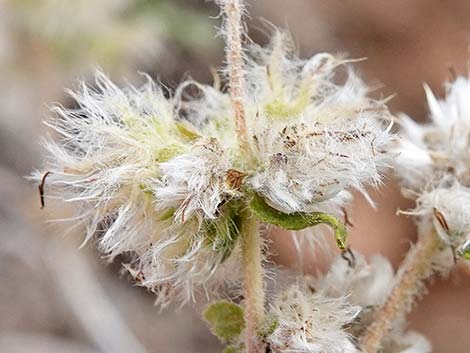 Woolly Fruit Burr Ragweed (Ambrosia eriocentra)